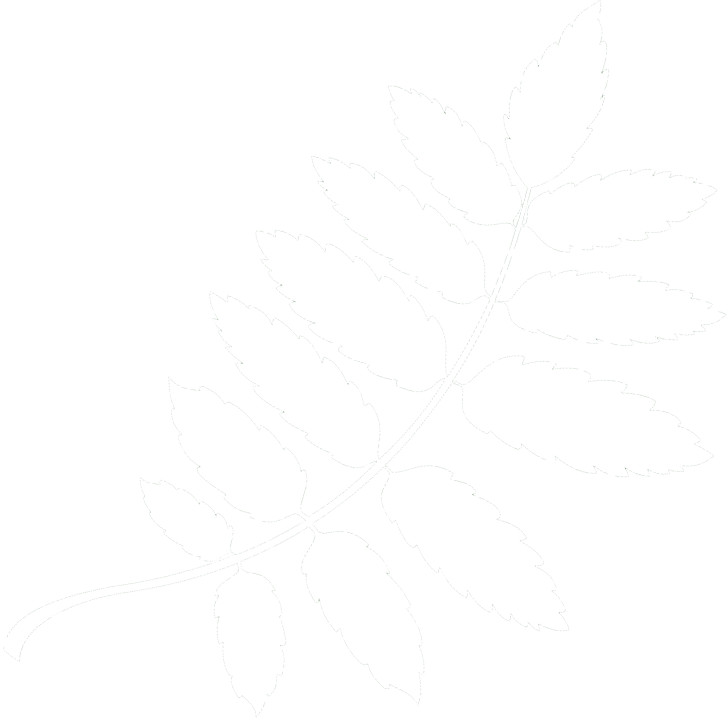 leaf image